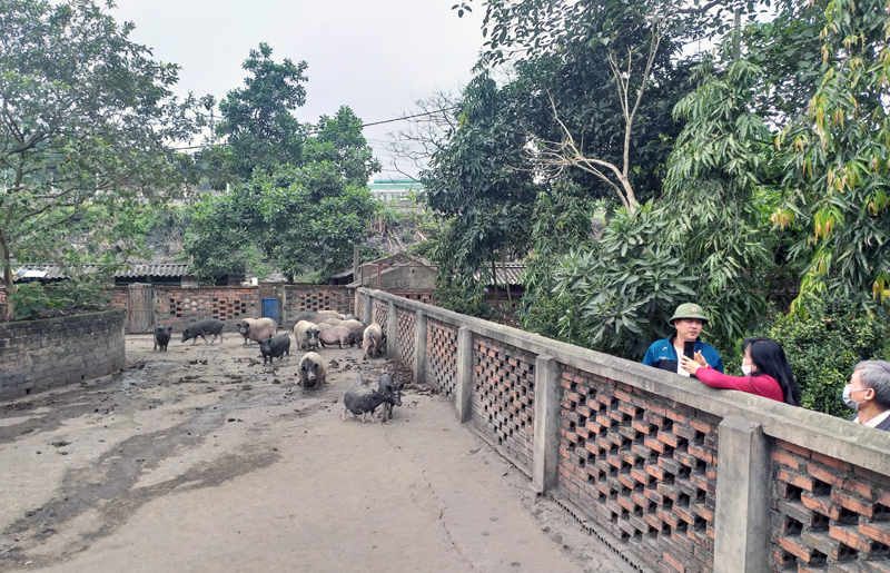 Cơ sở chăn nuôi lợn rừng của Công ty CP Thiên Thuận Tường tại phường Mông Dương (TP Cẩm Phả) đảm bảo việc làm, thu nhập cho hàng chục lao động ở địa phương. 