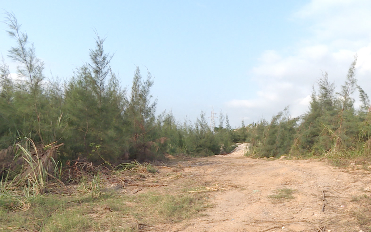 Bãi rác Đèo Sen nay đã được trồng cây phủ xanh, đảm bảo môi trường.