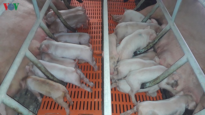 Thịt lợn tăng trở lại, vượt qua ngưỡng 100.000 đồng/kg.