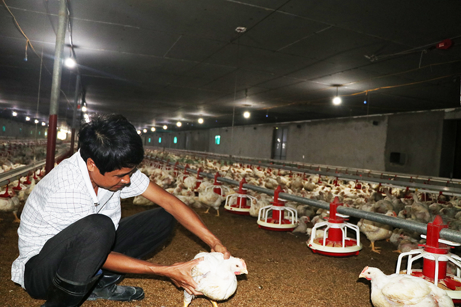 Mô hình liên kết nuôi gà thịt CP tại phường Yên Thanh.