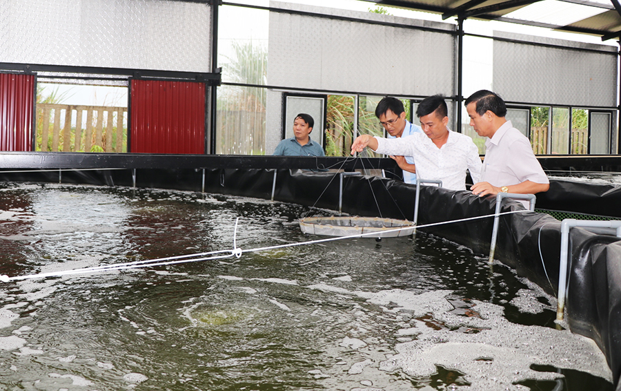 mô hình nuôi tôm của Công ty CP cơ khí Uông Bí đang bước vào vụ nuôi thứ 3. 