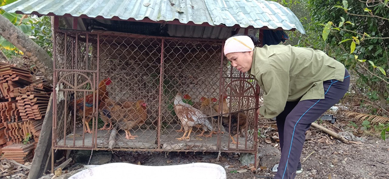 Hội LHPN phường và chi hội phụ nữ khu Trới 8 hỗ trợ bà Huệ 10 con gà đẻ trứng, để gia đình sớm ổn định cuộc sống.