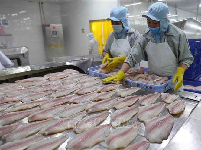 Chế biến cá tra xuất khẩu tại Công ty Công nghiệp Thủy sản Miền Nam. Ảnh: TTXVN
