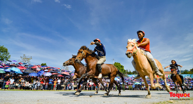 Không mang tính chất thương mại, không phải giải đua chuyên nghiệp, đua ngựa ở Bắc Hà là cuộc đua của những người nông dân và ngựa đua là những con ngựa thồ.
