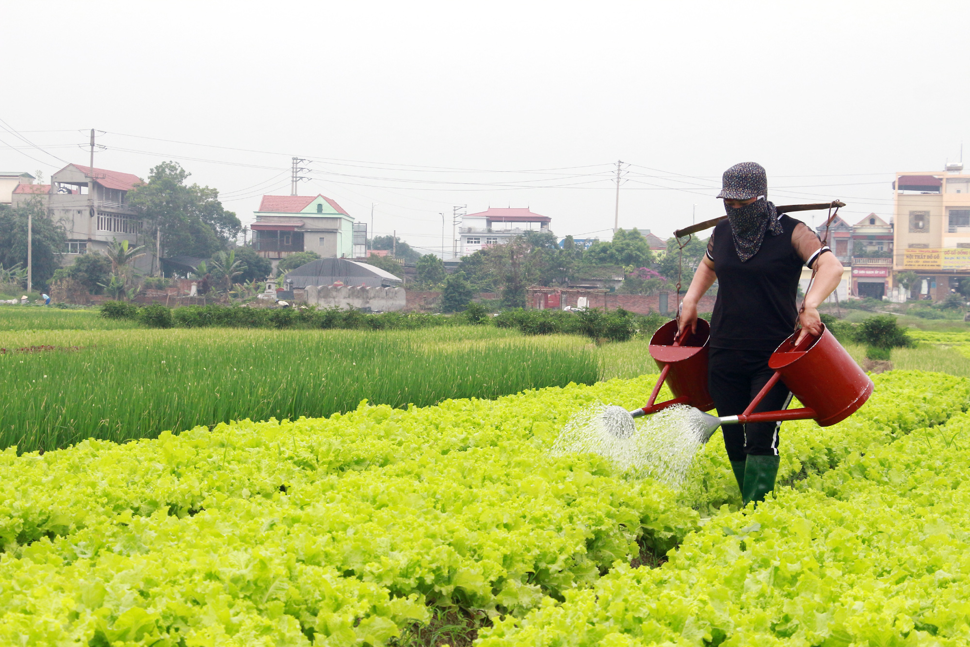 Người dân TX Đông Triều chủ động nguồn nước tưới, chăm sóc hoa màu đang kỳ thu hoạch. Ảnh: Mạnh Trường