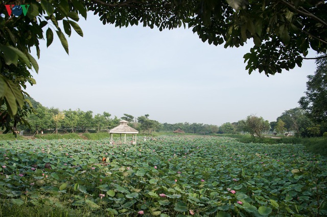 Trải dài khắp dải đất hình chữ S, hoa sen là biểu tượng cho sự thanh tao, cao quý của người dân Việt Nam.