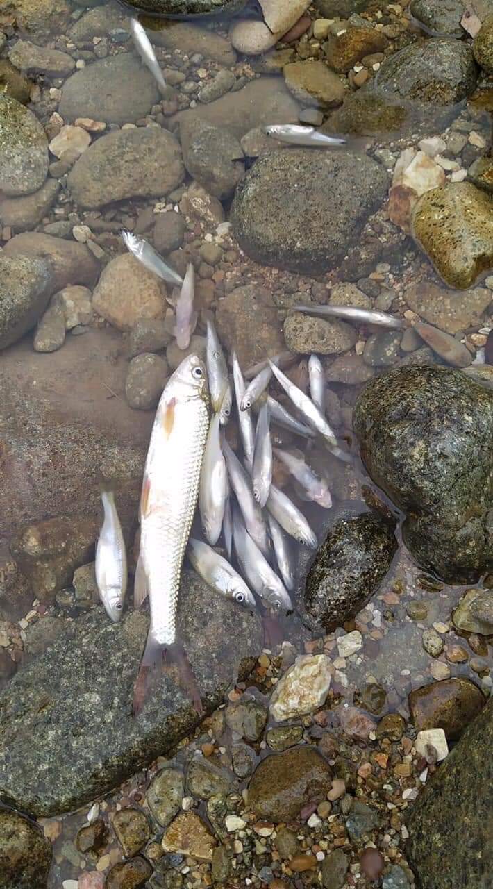 Cá chết hàng loạt trên dòng suối sau mưa lớn.