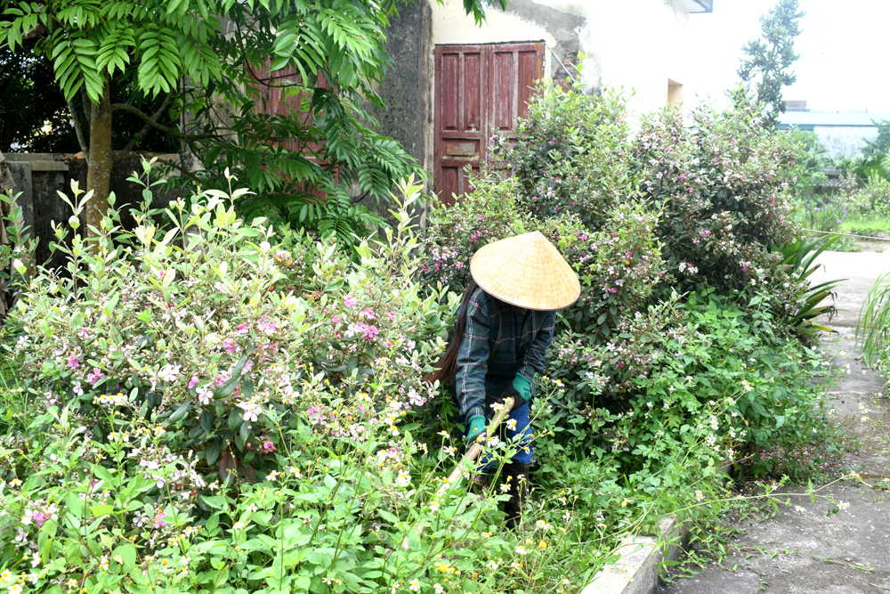 Nhiều hộ dân ở xã Quảng Tân trồng sim với mục đích trước mắt là làm đẹp môi trường.