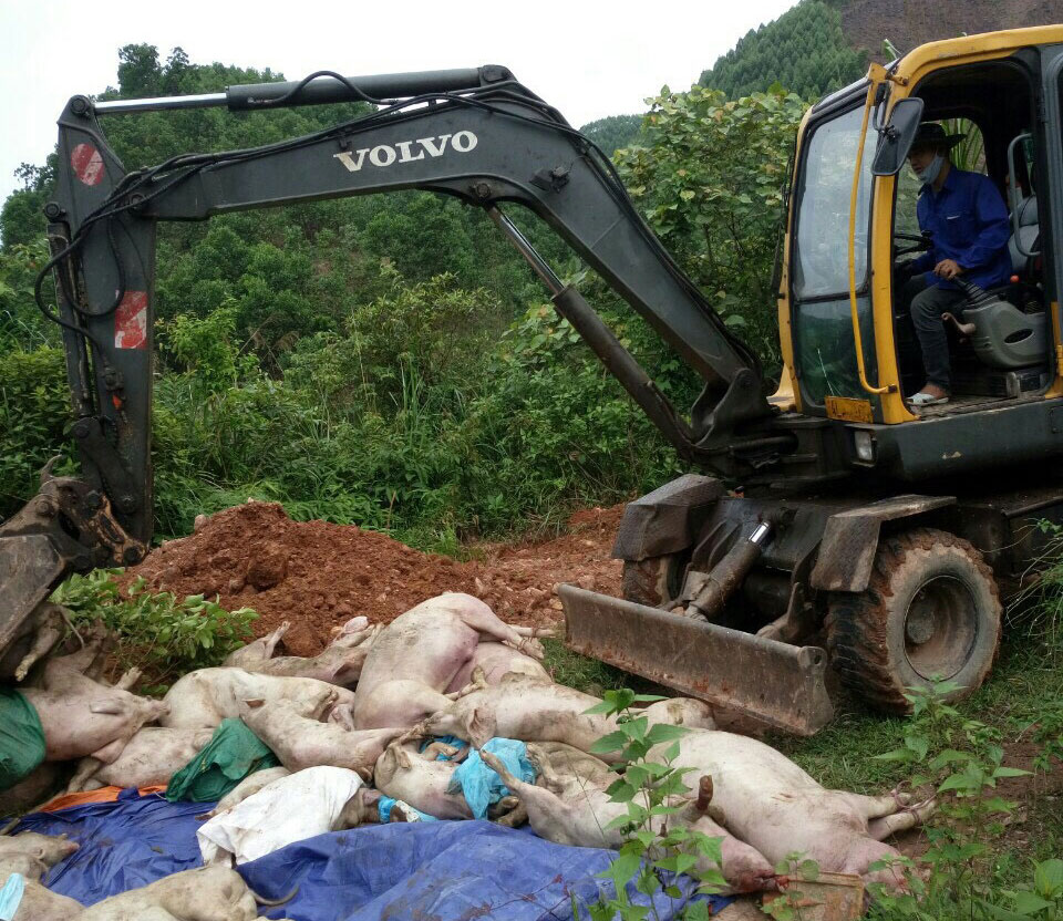 Huyenje Tiên Yên hỗ trợ người dân trong việc chôn lợn bị dịch tả lợn Châu Phi trong đợt cao điểm năm 2019. 