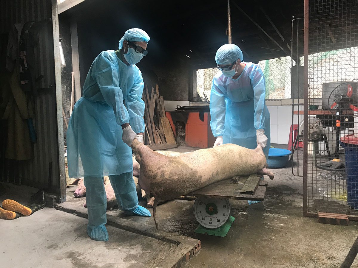 Cán bộ Phòng NN&PTNT Tiên Yên cân, kiểm đếm lợn chết do dịch tả lợn Châu Phi trên địa bàn huyện.