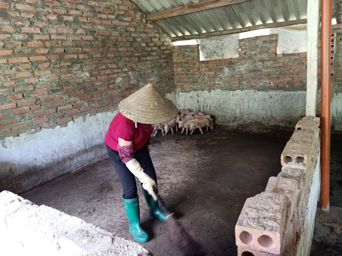 Bà Hoàng Thị Mùi, thôn Trung, xã Đồng Rui đang vệ sinh chuống lợn của gia đình.