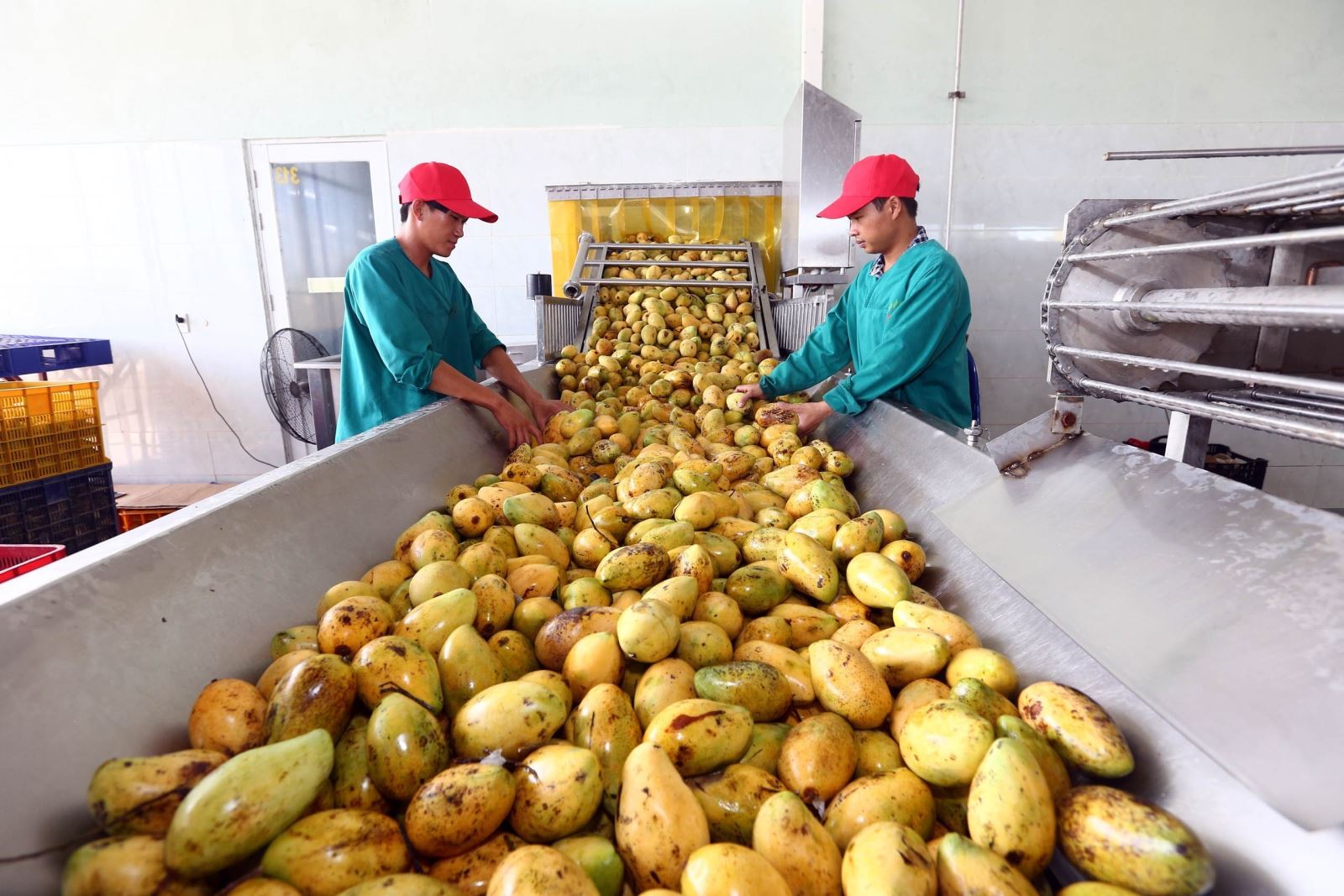 Chế biến, sơ chế hoa quả để giữ được sản phẩm tươi ngon ngay sau khi thu hoạch là yêu cầu căn bản cho xuất khẩu nông sản. Ảnh: Danh Lam/TTXVN