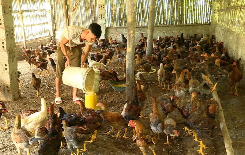 Mô hình nuôi gà được nhiều người dân trên địa bàn huyện Ba Chẽ lựa chọn.