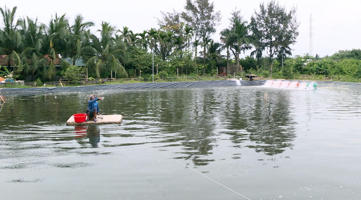 Nhiều hộ dân xã Tiền Phong (TX Quảng Yên) chuyển sang mô hình nuôi trồng thủy sản để nâng cao thu nhập.