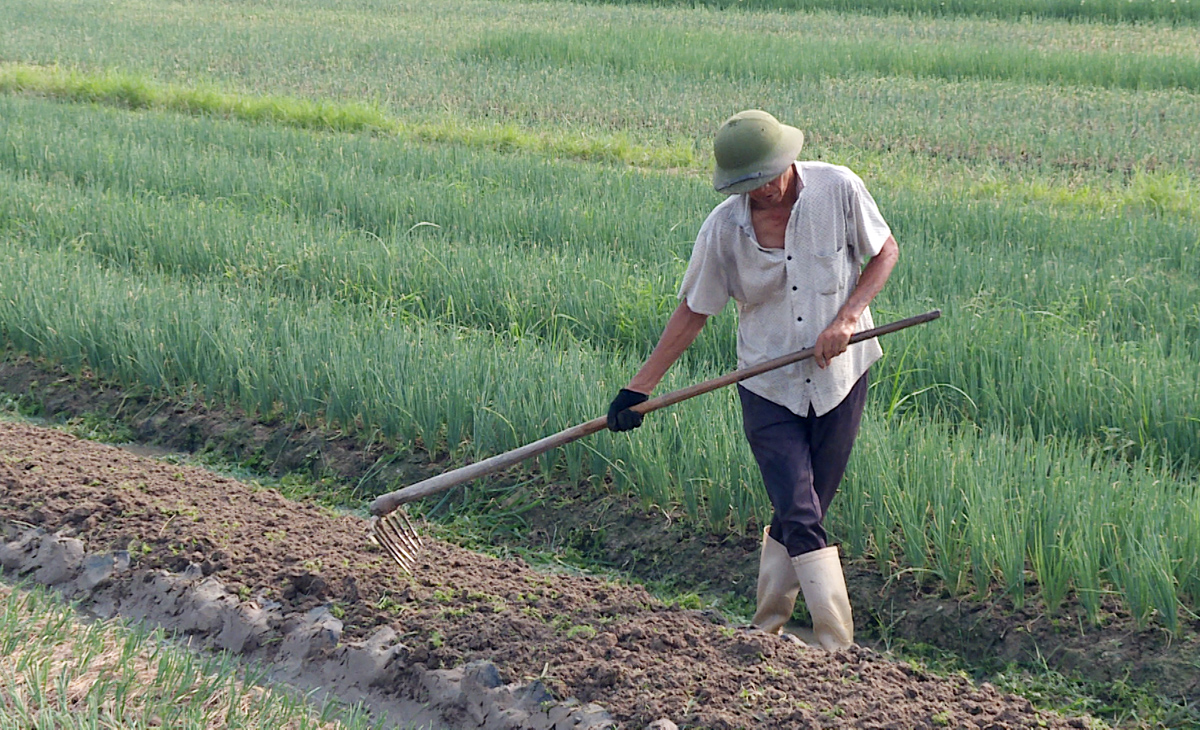 Nông dân xã Tiền An trồng rau tại vùng sản xuất rau an toàn.