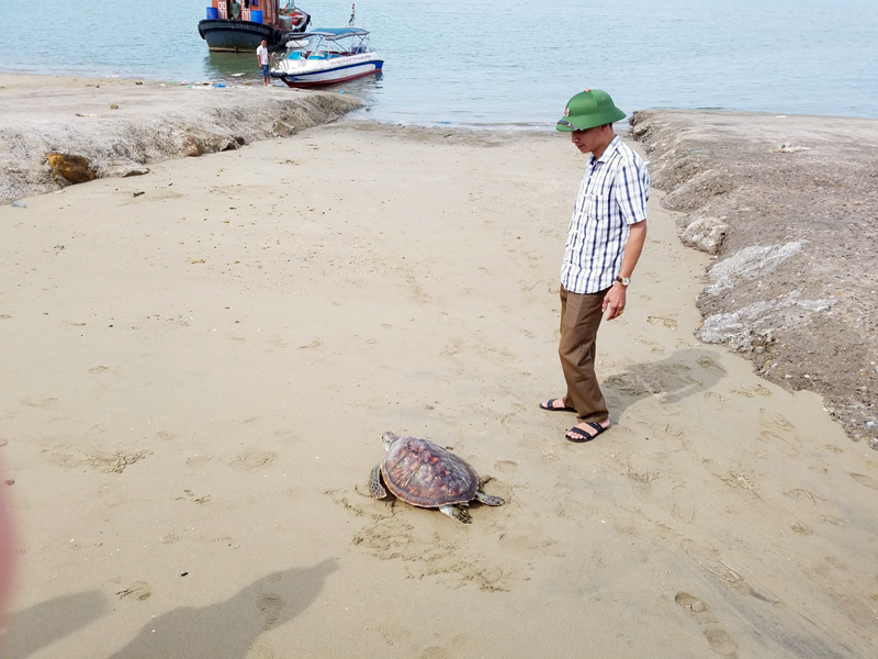 Lực lượng chức năng huyện Hải Hà đã thả cá thể rùa biển về với tự nhiên.