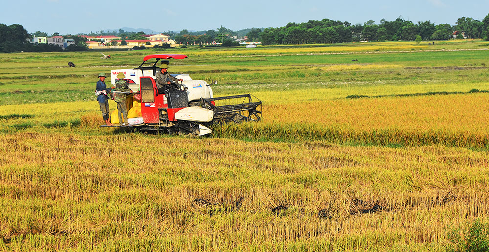 Cơ giới hóa trong sản xuất nông nghiệp được dưa vào sử dụng. Thu hoạch lúa bằng máy gặt liên hợp ở xã Quảng Tân xã Tân Lập