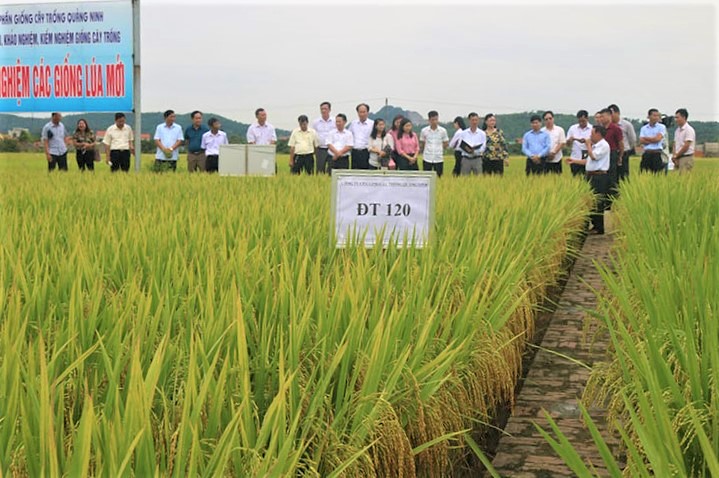 Sở NN&PTNT kiểm tra giống lúa ĐT120 được trồng tại khu khảo nghiệm Mễ Xá (phường Hưng Đạo, TX Đông Triều) của Công ty CP Giống cây trồng Quảng Ninh. Ảnh: Thu Hương  (Sở KH&CN)