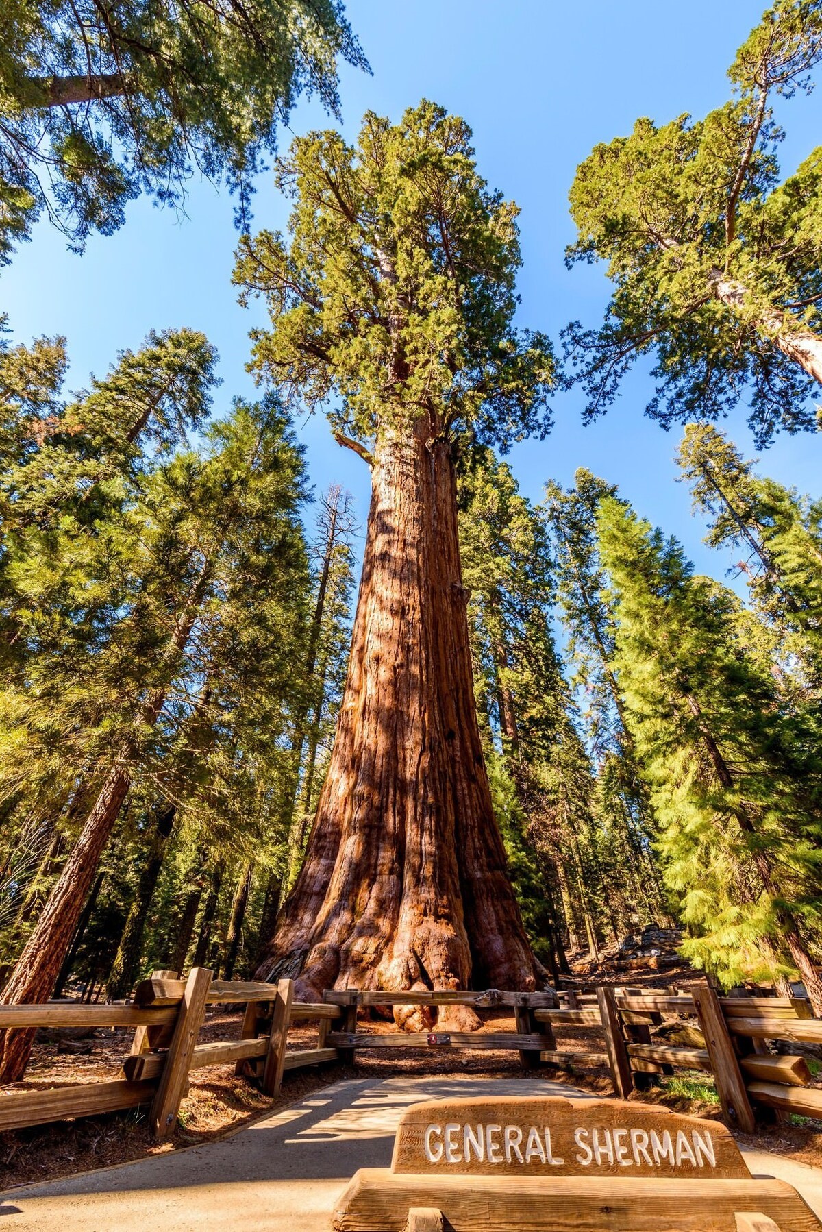 Cây General Sherman trong khu rừng cây khổng lồ ở Vườn quốc gia Sequoia, California, Mỹ có chiều cao 83 m và đường kính hơn 10 m. Đây chưa phải là cây tùng sequoia cao lớn nhất nhưng lại rộng nhất thế giới. Cây đã sống hơn 2.200 năm và vẫn không ngừng phát triển qua từng năm. Ảnh: Trover.