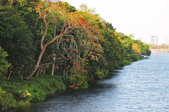 Điểm nhấn của con đường chạy dọc bờ Bắc sông Hương là hệ thống cây xanh tươi tốt. Những hàng cây xanh đổ bóng, rũ xuống mặt sông được đa số người dân khen lãng mạn, nên thơ. 