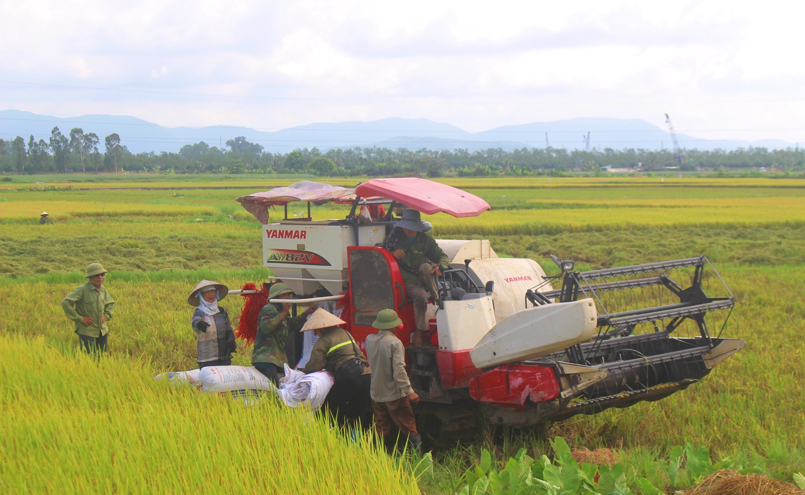 Người dân TX Quảng Yên thu hoạch lúa vụ đông xuân. (tháng 5/2020)
