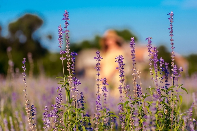 Bạn có thể chiêm ngưỡng cánh đồng hoa nữ hoàng xanh khoe sắc tại nông trại Green life ở Hương An, thị xã Hương Trà, cách thành phố Huế khoảng 5 km. Những bông hoa tím thuộc họ lavender, cao gần nửa người. 