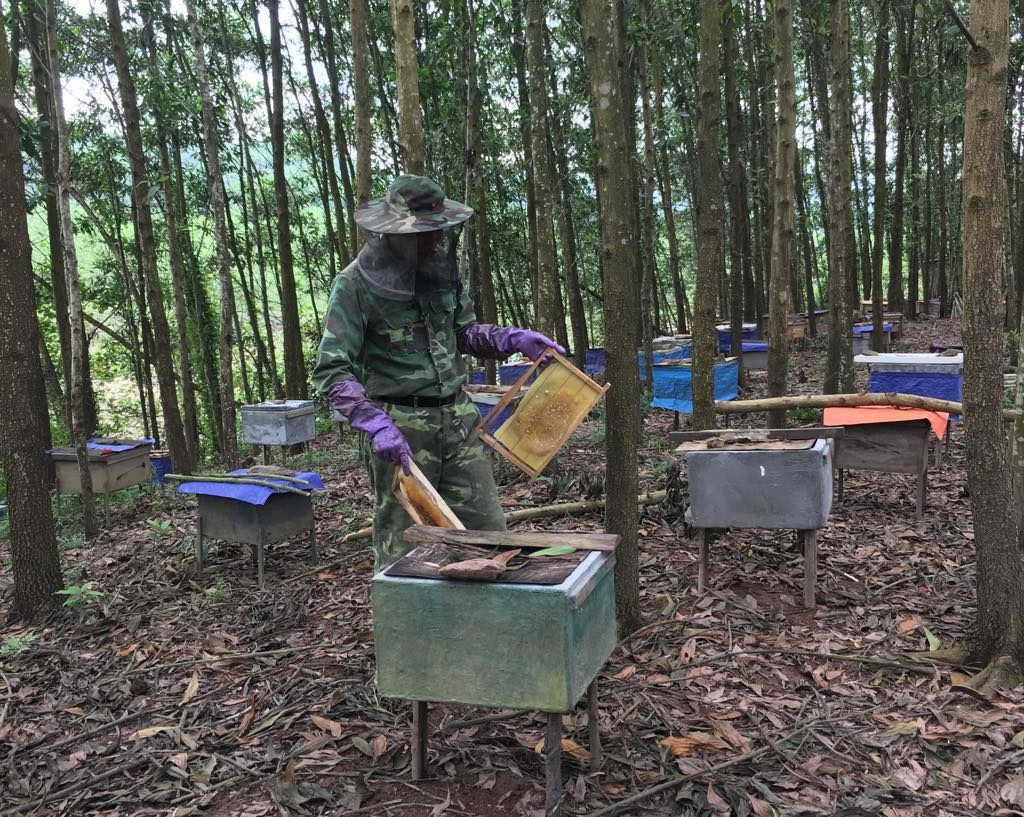 Mô hình nuôi ong lấy mật của các hội viên nông dân xã Nam Sơn, huyện Ba Chẽ mang lại nguồn thu nhập khá.
