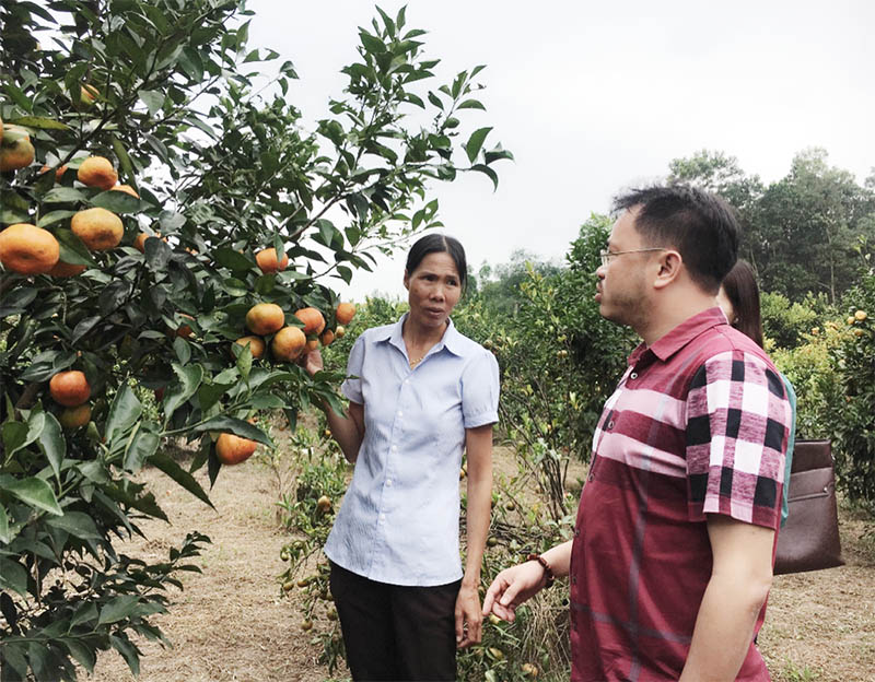 Mô hình trồng cam của chị Lê Thị Bảy, xã Vạn Yên, huyện Vân Đồn, cho thu nhập hàng trăm triệu đồng mỗi năm.