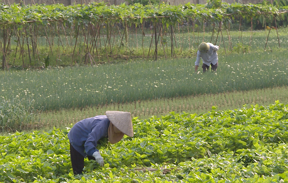 Nông dân xã Tiền An, TX Quảng Yên, chăm sóc, thu hoạch rau tại vùng trồng rau an toàn.