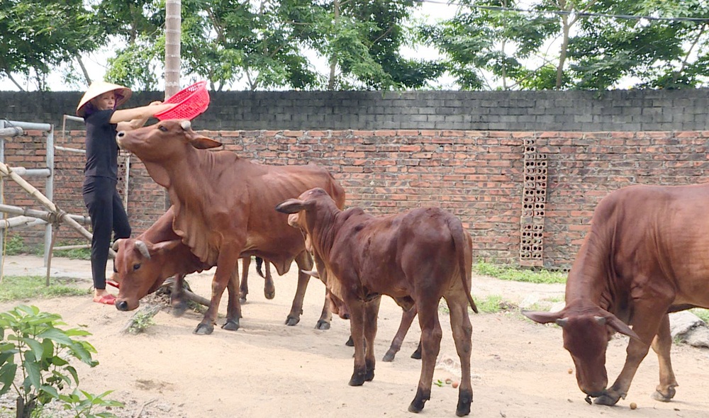 Bà Trần Thị cúc, khu Hoàng Sơn, xã Hoàng Quế, TX Đông Triều phát triển mô hình chăn nuôi bò với gần 20 con bò. 