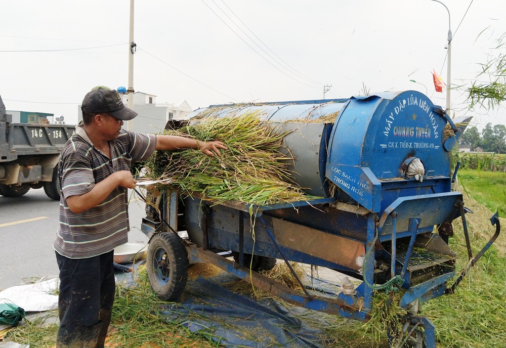 Người nông dân Quảng Yên thu hoạch lúa mùa. 