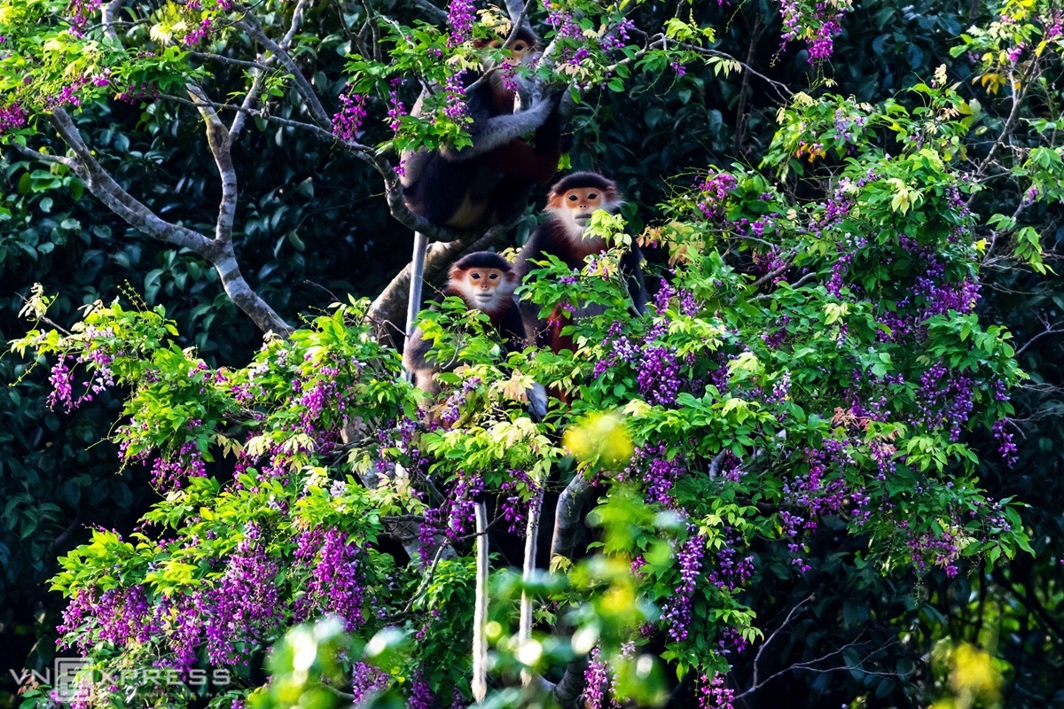 Những con voọc chà vá chân nâu nghỉ ngơi trên cành cây phủ sắc tím hoa thàn mát. Các số liệu thống kế cho thấy Sơn Trà có gần 1.000 loài thực vật, trong đó có 22 loài quý hiếm. Bán đảo cũng là nơi sinh sống của hàng trăm loài động vật, trong đó voọc chà vá chân nâu được mệnh danh là “nữ hoàng linh trưởng” trên bán đảo Sơn Trà, với quần thể khoảng 300 - 400 con, đang được chính quyền địa phương bảo tồn nghiêm ngặt.