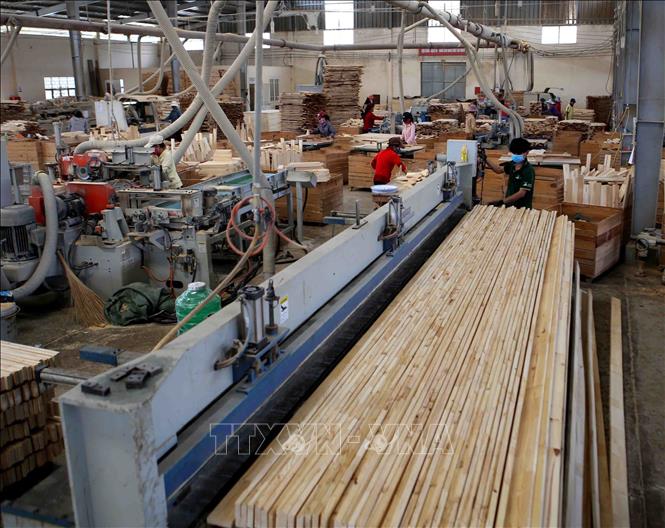 Sản xuất, chế biến gỗ tại Công ty TNHH khai thác, chế biến lâm sản Đà Lạt (Lâm Đồng). Ảnh: Vũ Sinh/TTXVN