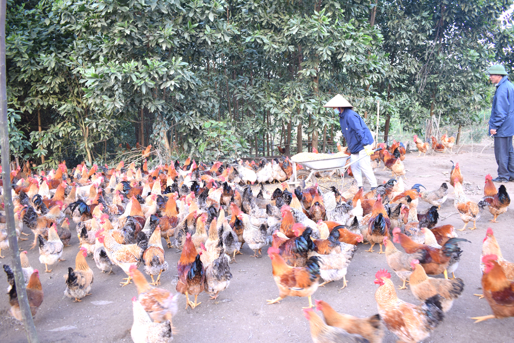 Anh Hoàng Văn Cương, thôn Hà Giàn, xã Đông Ngũ (Tiên Yên) đã trồng 2ha keo chỉ với mục đích chống nóng cho gà.