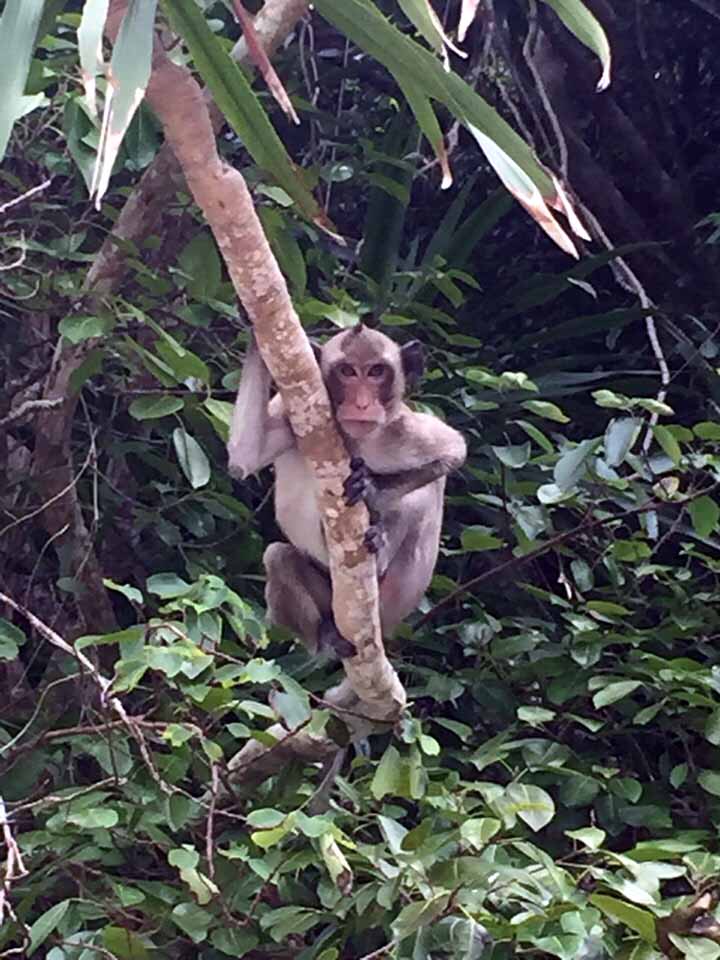 Khỉ đuôi dài ở Trà Ngọ lớn.