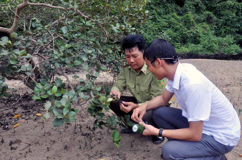 Cán bộ BQL Vườn Quốc gia Bái Tử Long nghiên cứu sự đa dạng sinh học ở Áng Tái.