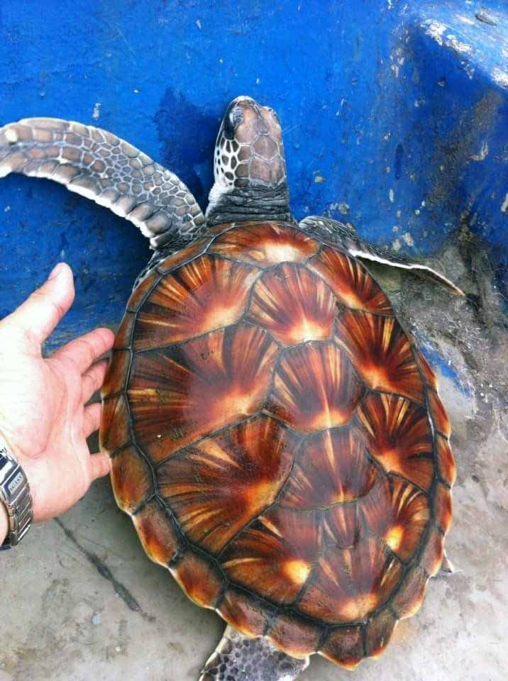 Đồi mồi là một trong 7 loài rùa biển hoang dã, quý hiếm, có tên trong sách đỏ thế giới và Việt Nam có mặt tại Vườn Quốc gia Bái Tử Long.