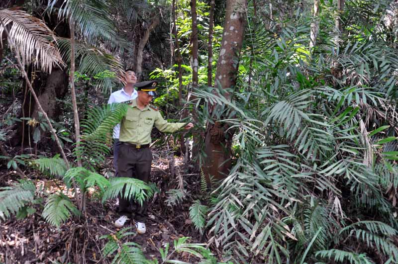 Lực lượng kiểm lâm tuần tra, kiểm soát rừng lim nguyên sinh ở đảo Trà Ngọ lớn.