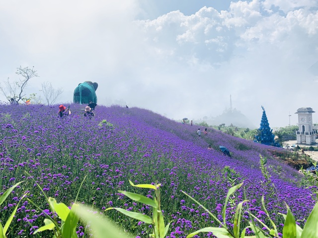 Vườn hoa mã tiền thảo rộng gần 8ha nằm ở khu vực nhà ga cáp treo Fansipan (Sa Pa, Lào Cai) đang vào độ bung nở rực rỡ, nhuộm kín khắp các sườn đồi mang đến cảnh sắc thiên nhiên ấn tượng.