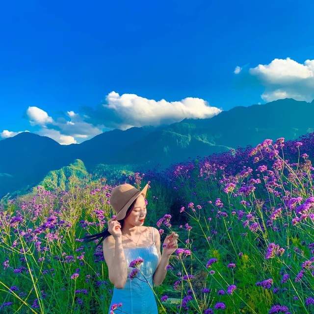 Vẻ hùng vĩ của núi rừng Sa Pa cùng vẻ thơ mộng lãng mạn của cánh đồng hoa tím khiến cảnh sắc thiên nhiên nơi đây đẹp như tranh vẽ. 