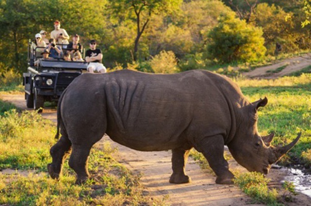 Tê giác là loài luôn bị những kẻ săn trộm dòm ngó, bắn hạ để lấy sừng. Có những tour du lịch hạng sang tạo điều kiện cho du khách trải nghiệm các nỗ lực bảo vệ chúng. (Ảnh: South Africa tourism)