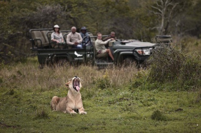 Du khách quan sát sư tử tại Mountain Lodge tại KwaZulu-Natal, Nam Phi. (Ảnh: andBeyond)