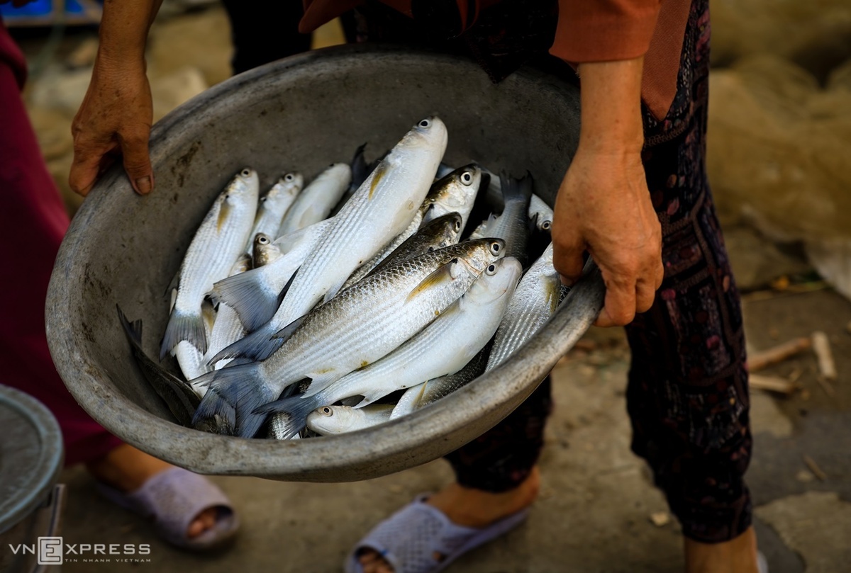 Cá đối, một trong những loài cá thường gặp ở chợ làng Chuồn. Hải sản nơi đây khác hẳn những vùng khác vì được sống trong môi trường nước lợ. Ngoài các loài cá, hải sản phổ biến ở đây là cua, ghẹ và tôm.