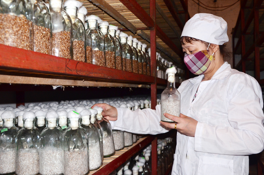 Sản xuất nấm ăn cao cấp tại Công ty TNHH Long Hải, Đông Triều. Ảnh: Tạ Quân
