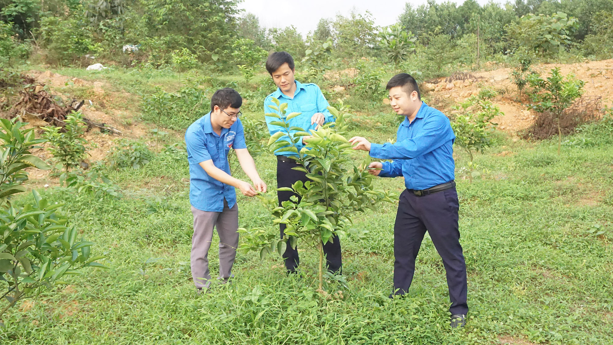 Mô hình trồng cây ăn quả và dược liệu của anh Trần Văn Linh, thôn Khe Nháng, xã Thanh Lâm (đứng giữa), ước tính cho thu nhập từ 150-200 triệu đồng/năm.