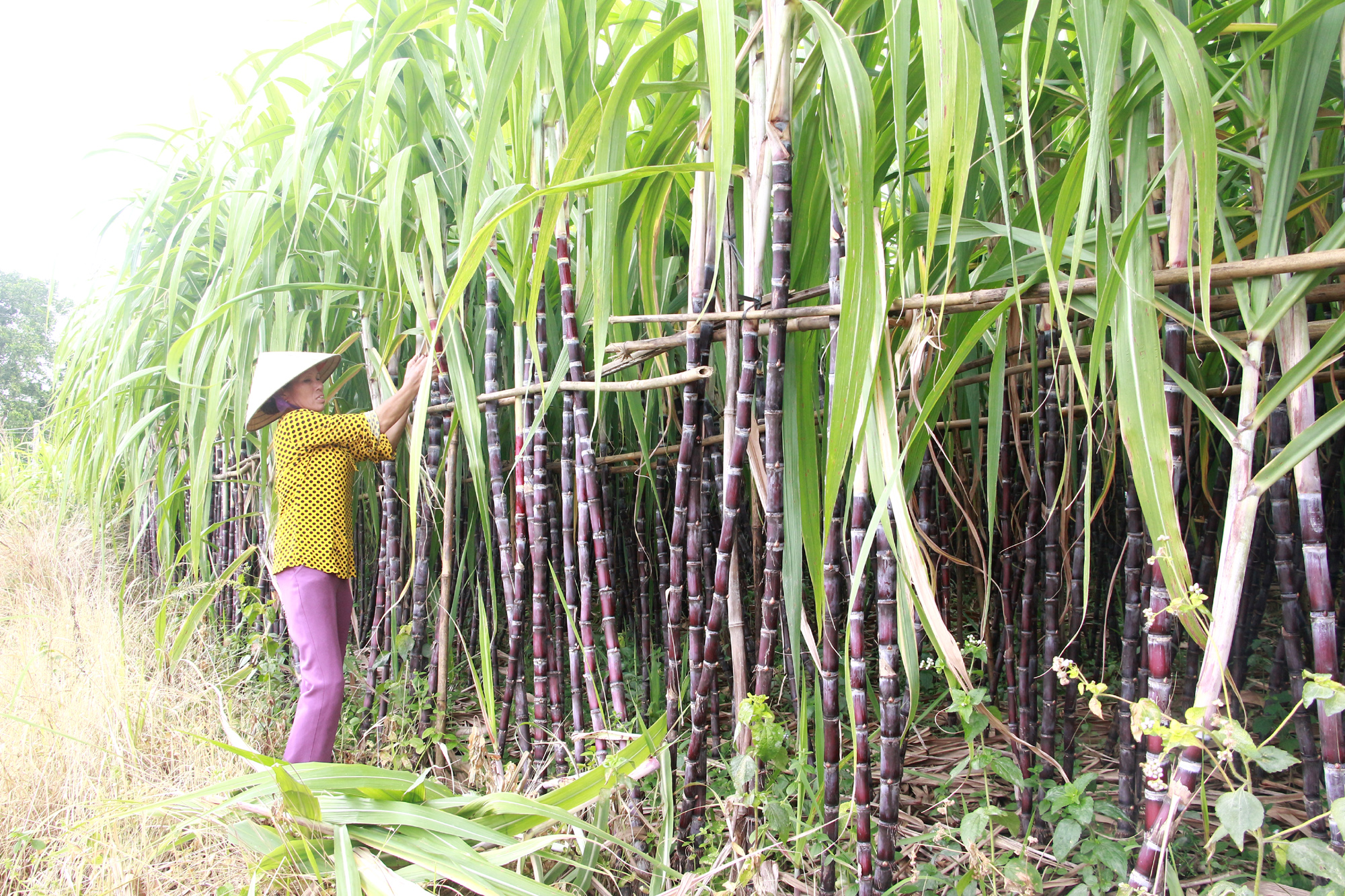 Chuyển đổi từ diện tích trồng lúa kém hiệu quả sang trồng mía tím tại xã Quảng Chính (Hải Hà). Ảnh: Mạnh Trường
