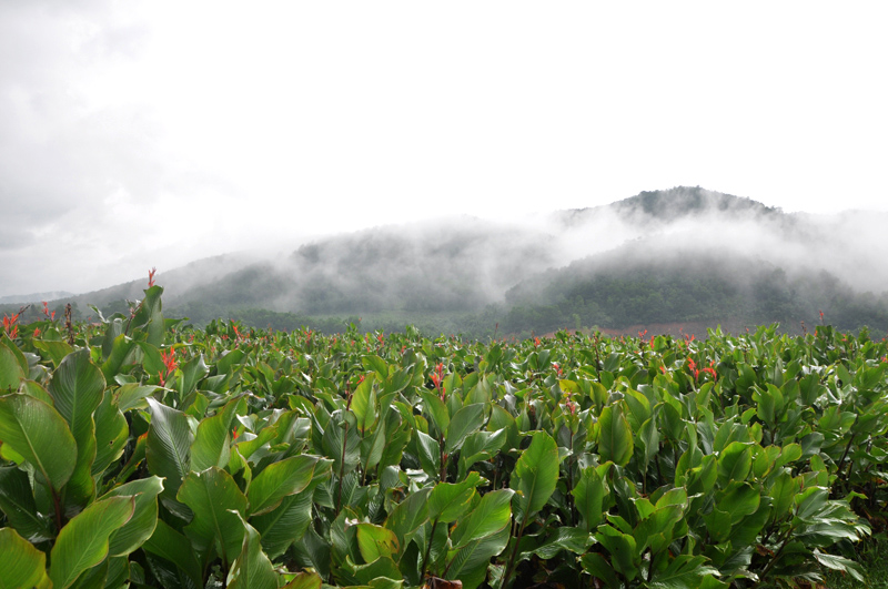Huyện Bình Liêu chuyển đổi trên 100ha trồng lúa kém hiệu quả sang trồng cây rong riềng và các loại cây hoa màu khác.