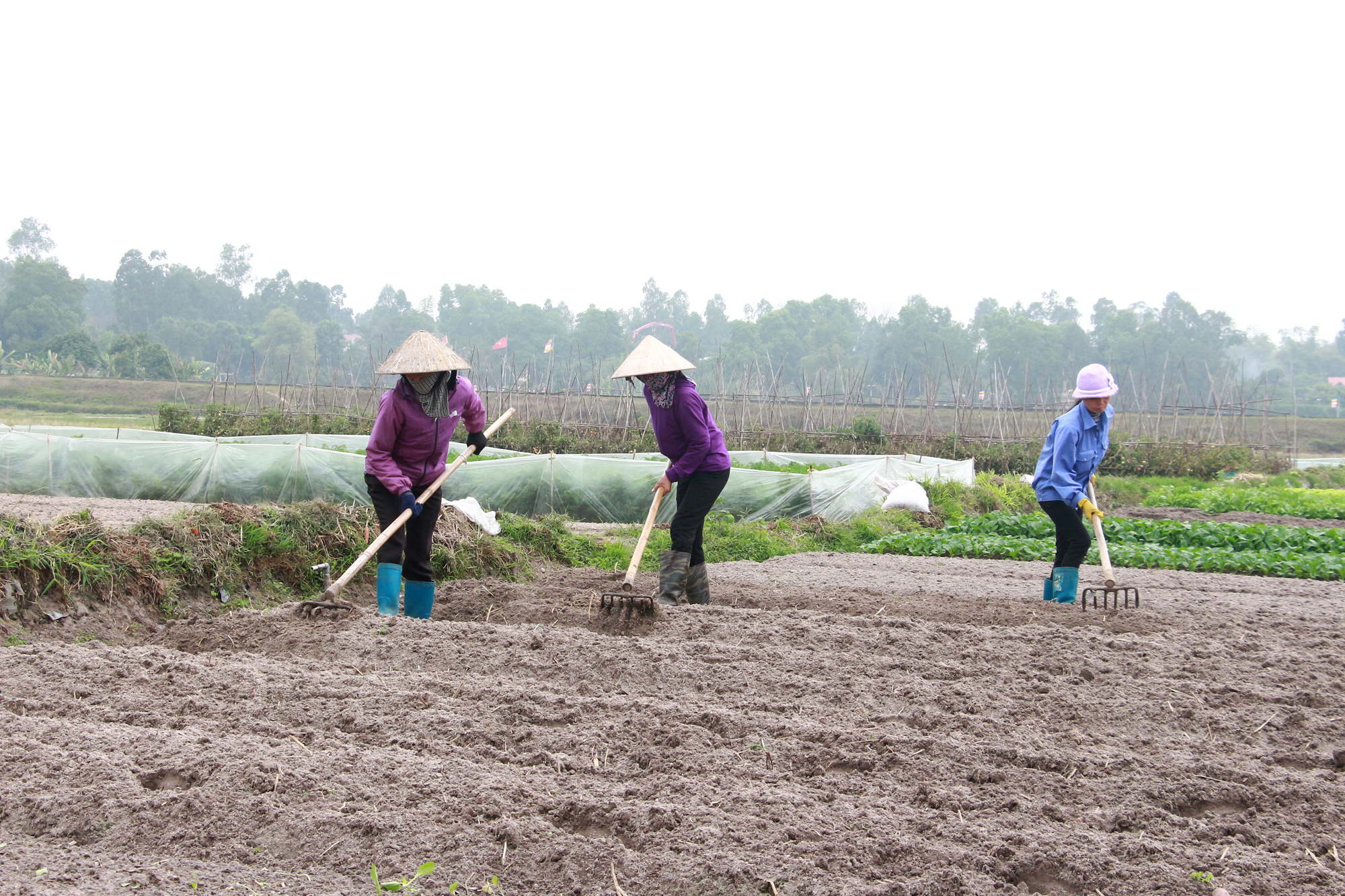 Chuyển đổi diện tích kém hiệu quả sang trồng rau an toàn tại phường Cộng Hòa, TX Quảng Yên.