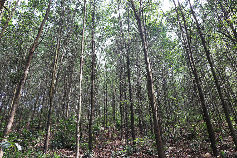 Một cánh rừng keo trồng theo phương thức rừng trồng gỗ lớn của Công ty TNHH MTV lâm nghiệp Cẩm Phả.