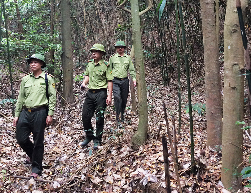 Lực lượng kiểm lâm BQL rừng phòng hộ Yên Lập tuần tra, kiểm soát rừng